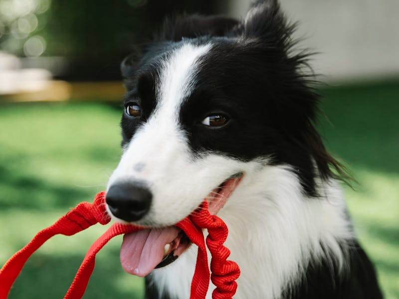 How to Solve the Top 5 Dog Behavior Problems: Expert Solutions That Actually Work